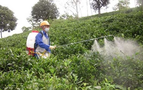 Thực trạng an toàn thực phẩm hiện nay 
